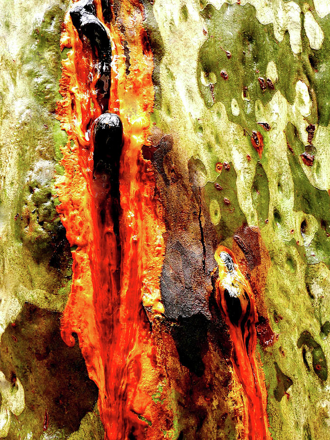 Aussie Gum Tree Bark - 40 Photograph by Lexa Harpell