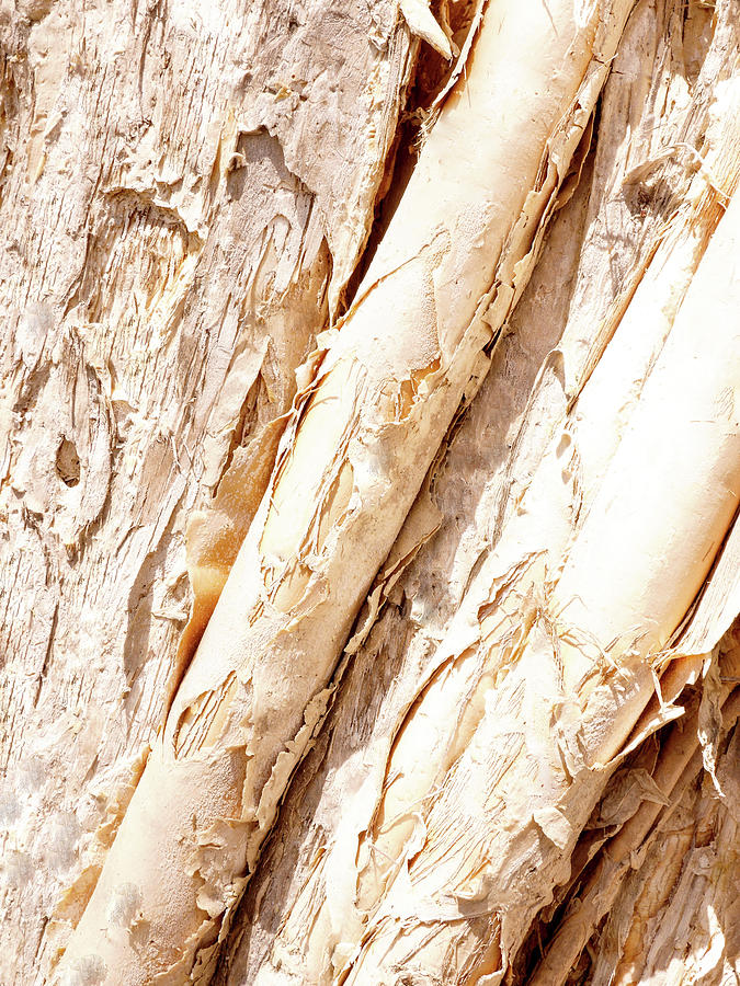 Aussie Paper Bark Tree Photograph by Lexa Harpell