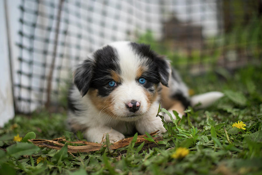 Aussie Pup Photograph by Bill Cubitt