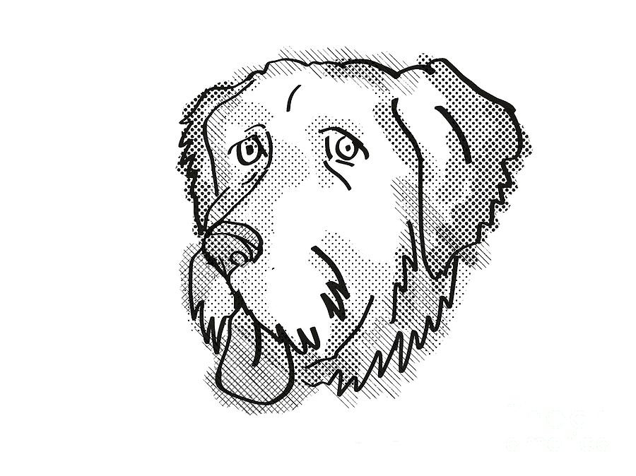 Black And White Digital Art -  Aussiedoodle Dog Breed Cartoon Retro Drawing by Aloysius Patrimonio