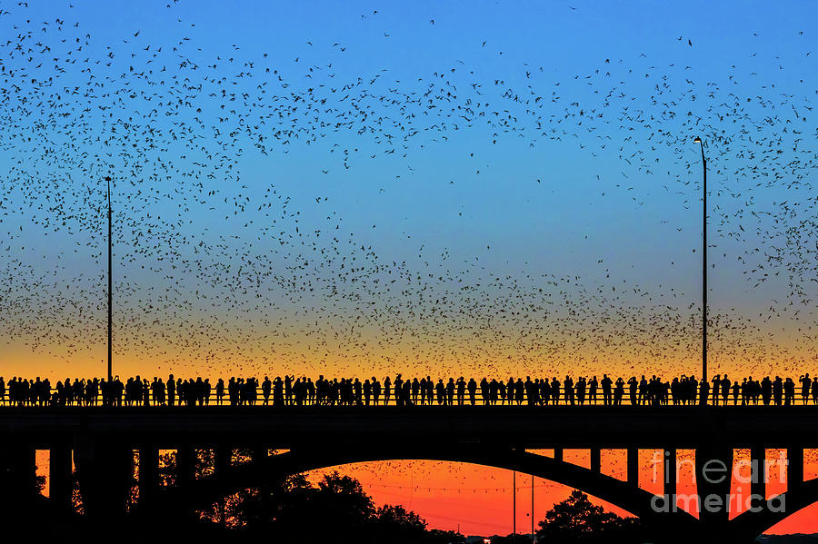 Austin Bats emerge from under the South Congress Bridge during a