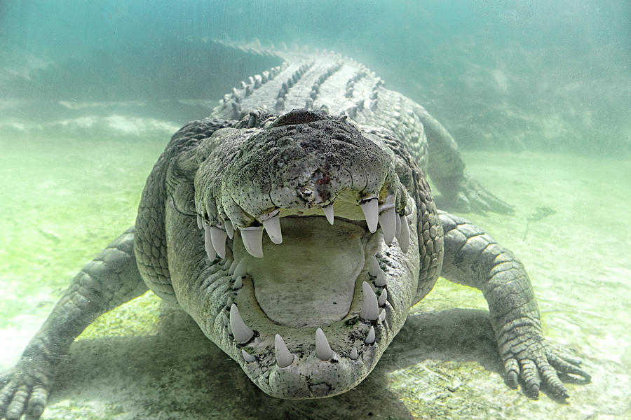 Austrailian Sea Crocodile Photograph by Hali Sowle Images