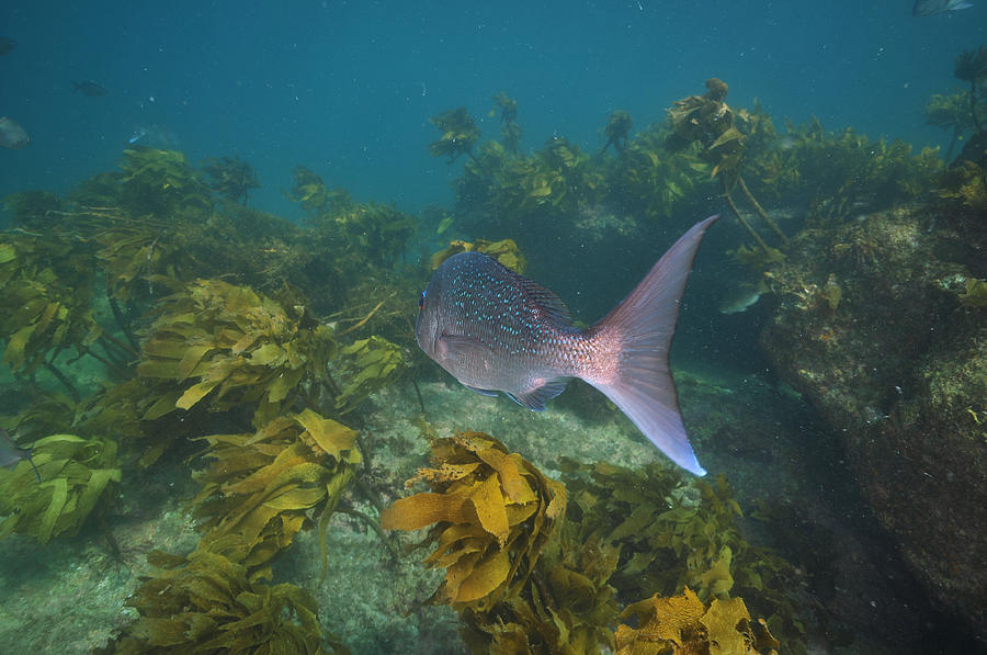 Australasian snapper leaving Photograph by Daniel Poloha - Fine Art America