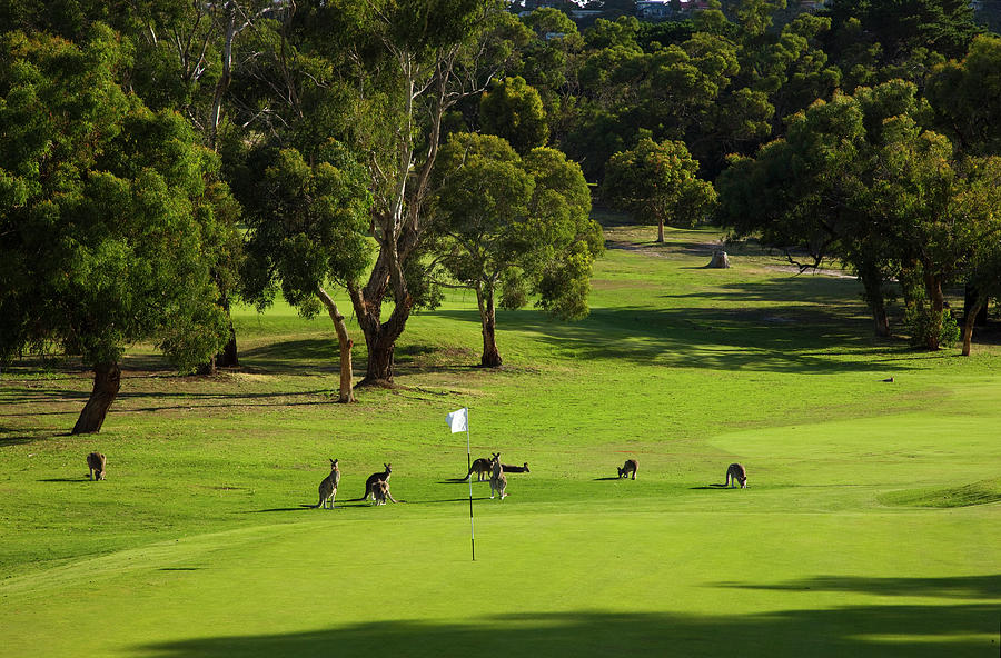 Australia, Anglesea Golf Course Digital Art by Hp Huber