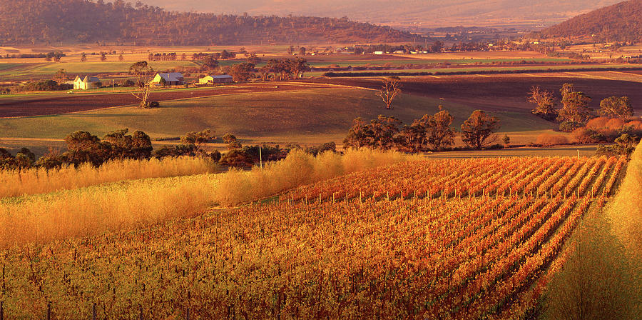 Australia, Tasmania, Richmond, Vineyard Photograph by Panoramic Images