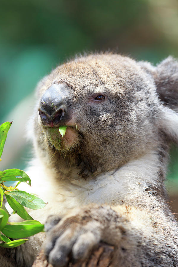 Australia, Victoria, Oceania, Great Ocean Road, Koala Eating Eucalyptus Digital Art by Maurizio Rellini