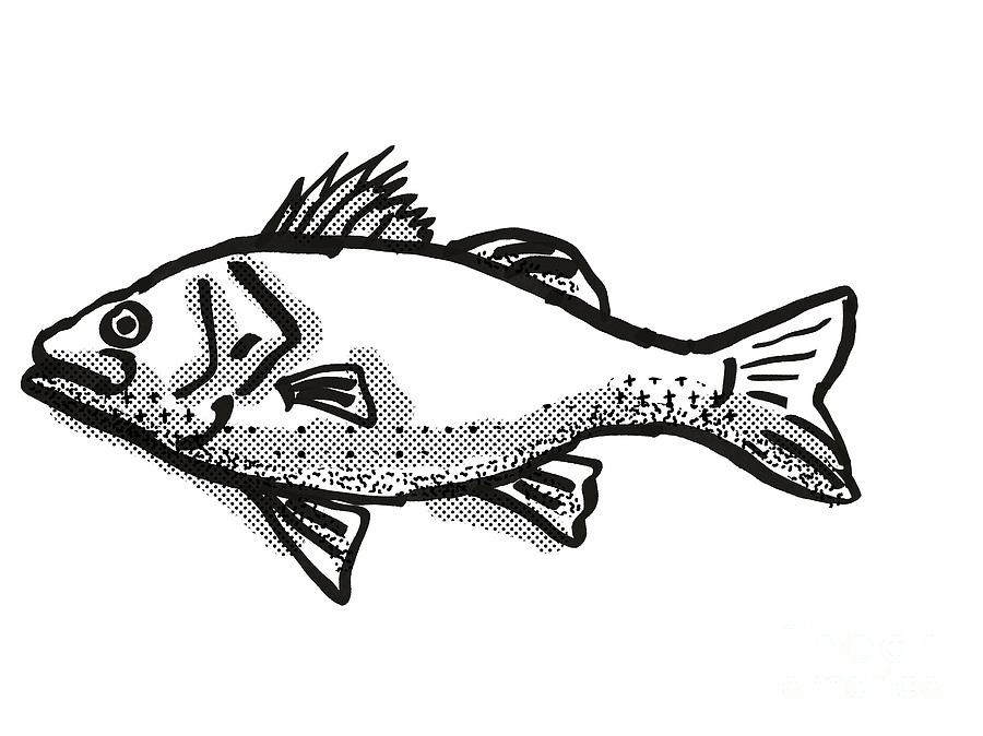 Australian Bass Fish Cartoon Retro Drawing Digital Art by Aloysius