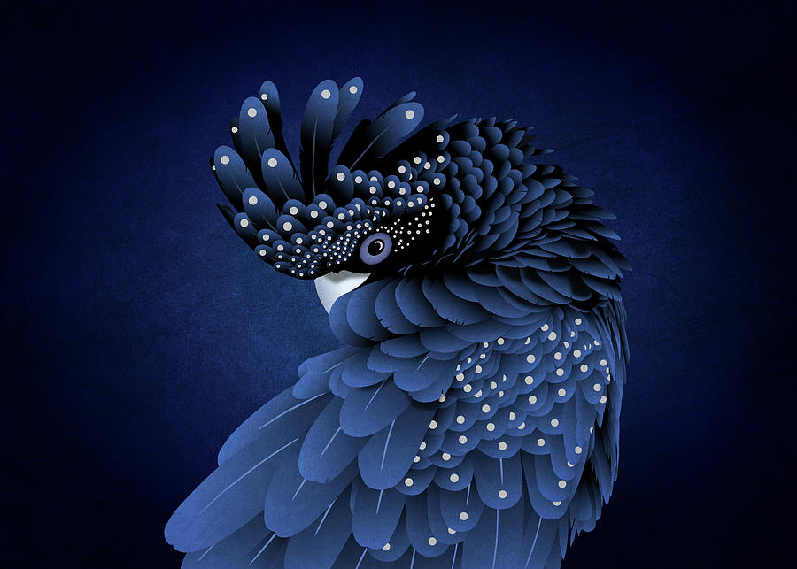 Australian Black Cockatoo Portrait by Debi Dalio Australian Black Cockatoo Portrait by Debi Dalio