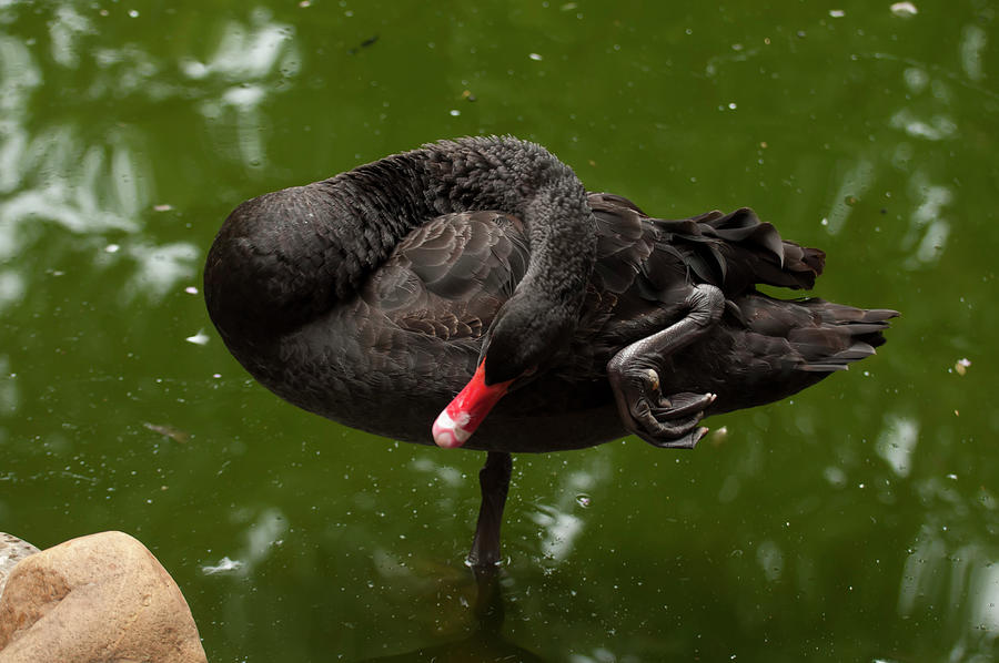 Australian Black Swan 001 Photograph by Flees Photos
