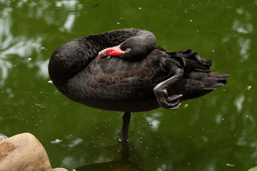 Australian Black Swan 002 Photograph by Flees Photos