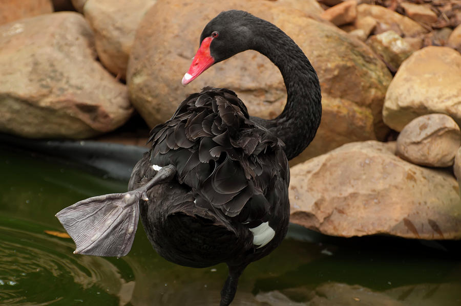 Australian Black Swan 004 Photograph by Flees Photos