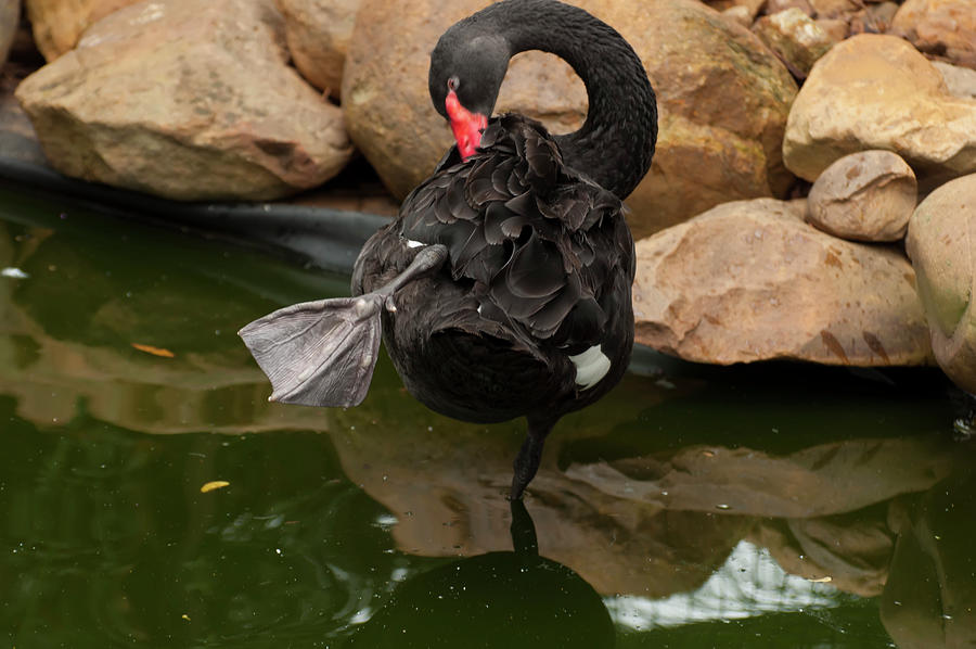Australian Black Swan 005 by Chris Flees Australian Black Swan 005 by Chris Flees