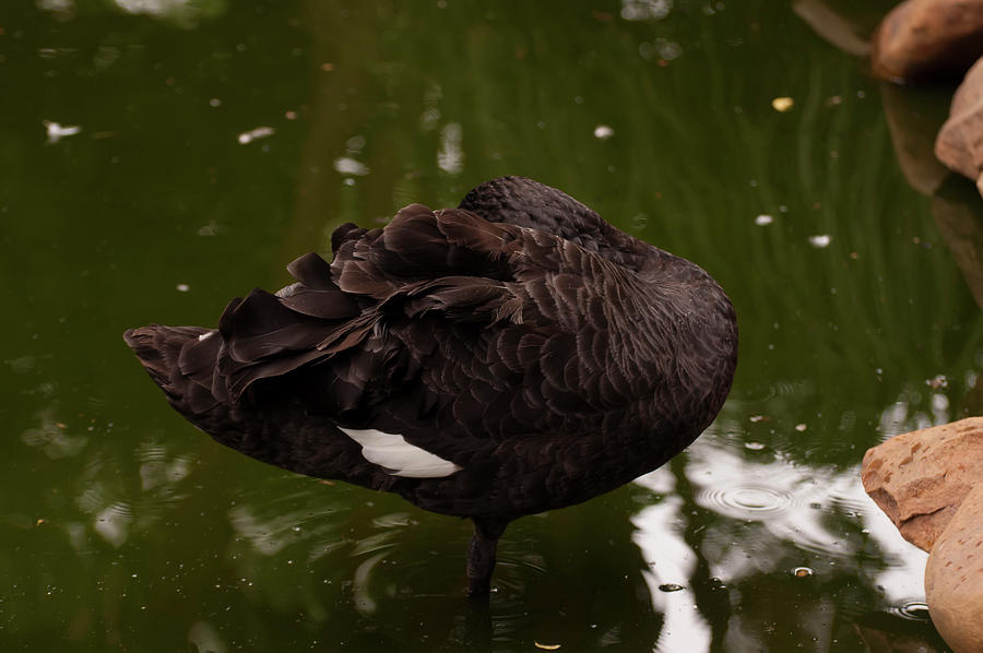 Australian Black Swan 006 Photograph by Flees Photos