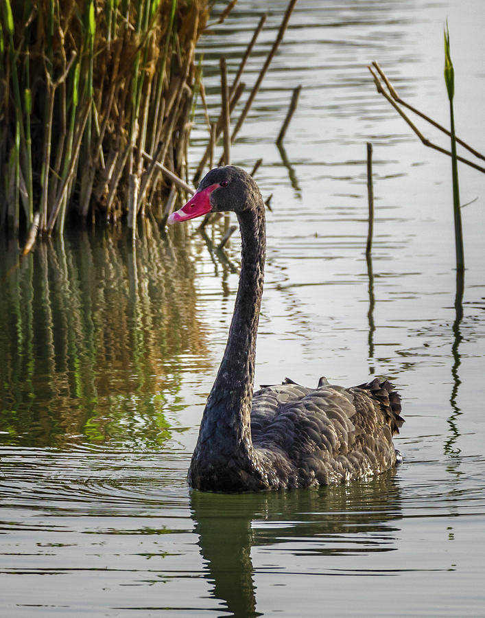 Australian Black Swan Zhangye Wetland Park Gansu China Photograph by Adam Rainoff