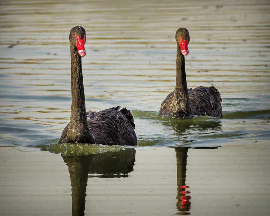 Australian Black Swans Zhangye Wetland Park Gansu China Photograph by Adam Rainoff