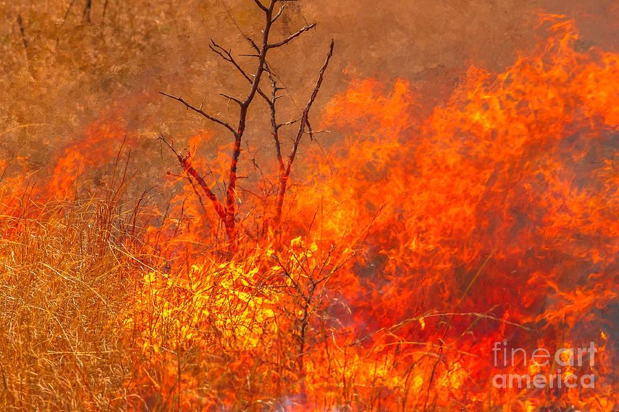 Australian bushfire background Photograph by Benny Marty