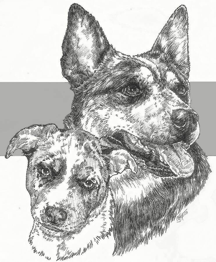 Australian Cattle Dog and Pup Drawing by Barbara Keith
