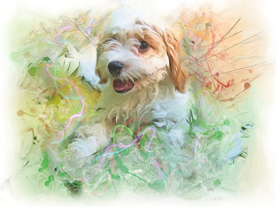 Australian Cavapoo Photograph By Robert Kinser Fine Art America   Australian Cavapoo Robert Kinser 