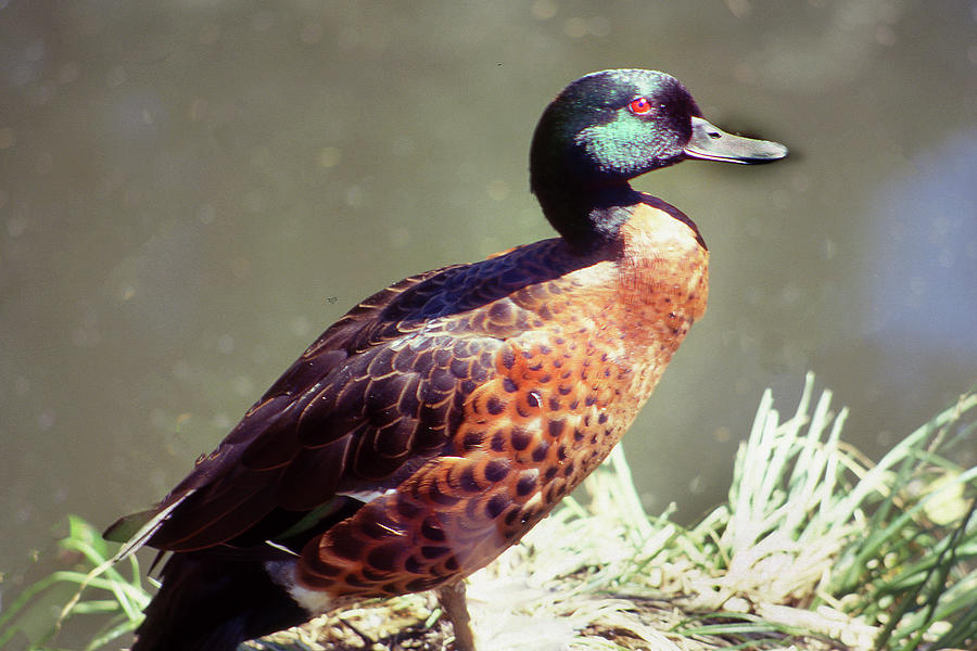 Australian Chestnut Teal Photograph by Jerry Griffin
