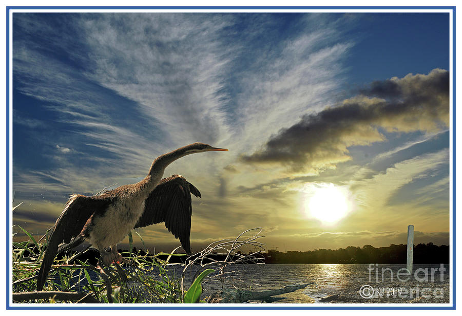 Birds Photograph - Australian Darter drying by Klaus Jaritz Birds Photograph - Australian Darter drying by Klaus Jaritz