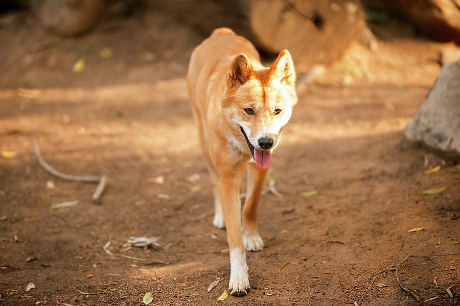 Australian Dingo by Rob D Imagery Australian Dingo by Rob D Imagery