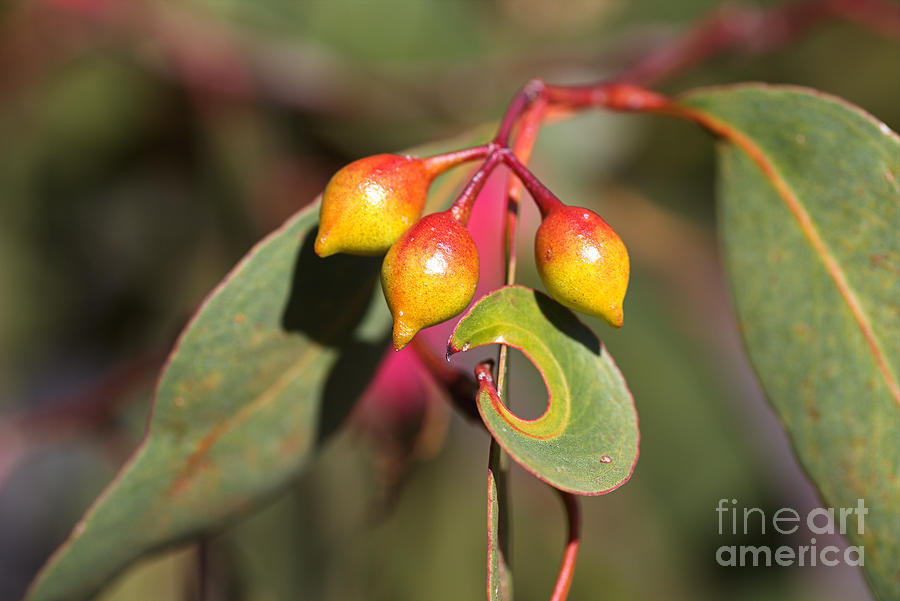 Flowers Still Life Photograph - Australian Eucalyptus Not Lemons by Joy Watson