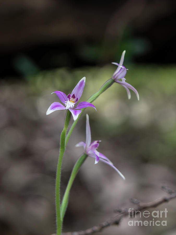 Australian Fairy Orchid by Elaine Teague Australian Fairy Orchid by Elaine Teague
