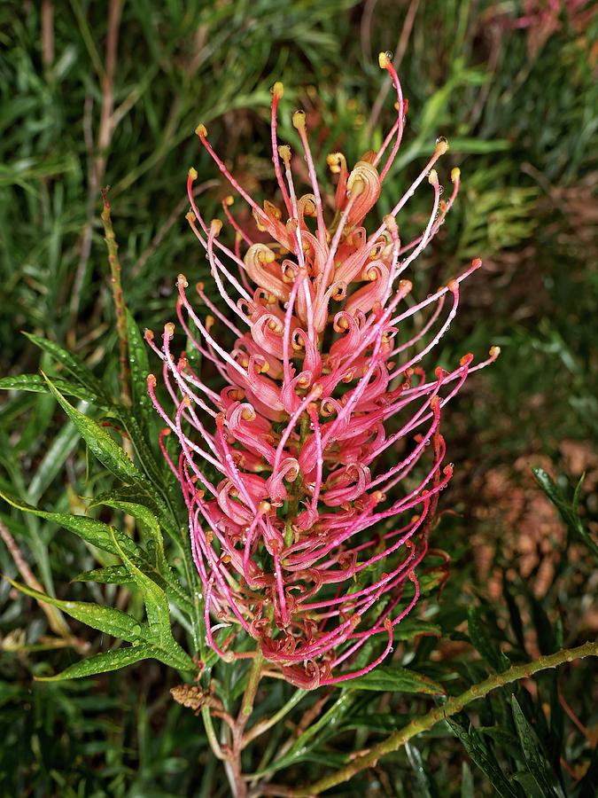 Australian flora by Martin Smith Australian flora by Martin Smith