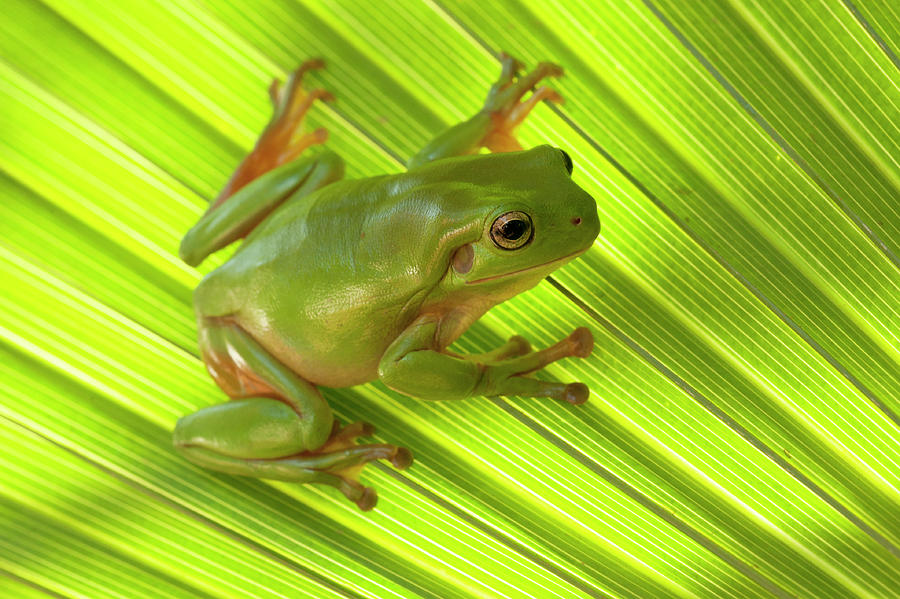 Australian Green Tree Frog Camouflaged On Palm Leaf. Lake Photograph by Steven David Miller / Naturepl.com Australian Green Tree Frog Camouflaged On Palm Leaf. Lake Photograph by Steven David Miller / Naturepl.com