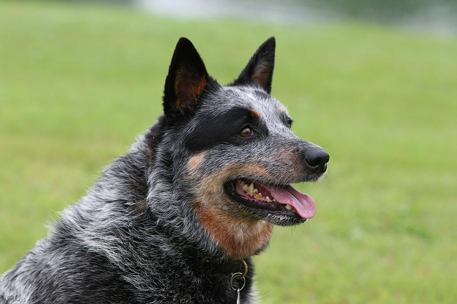 Australian Heeler 13 Photograph by Bob Langrish - Fine Art America