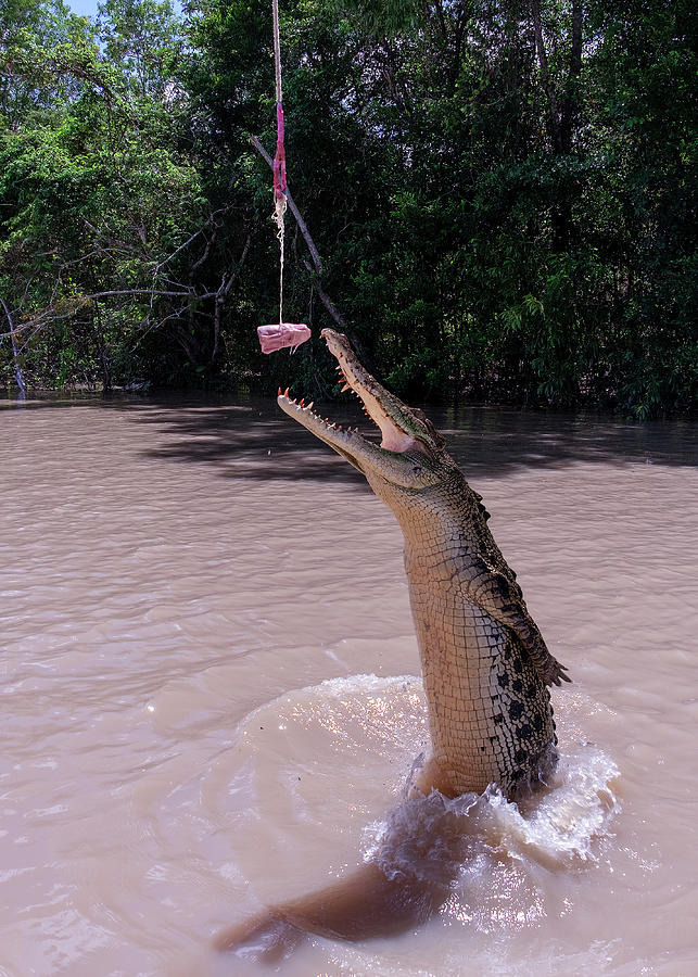 Australian Jumping Crocodile Photograph by Catherine Reading