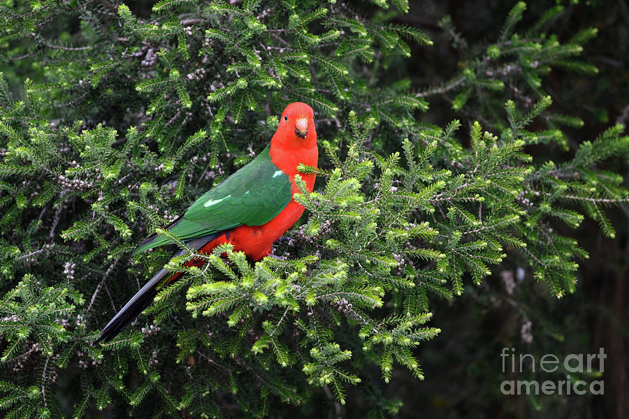 Australian King Parrot Photograph by Dr P. Marazzi/science Photo Library