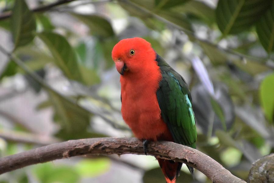 Australian King-Parrot Photograph by Flo McKinley - Pixels