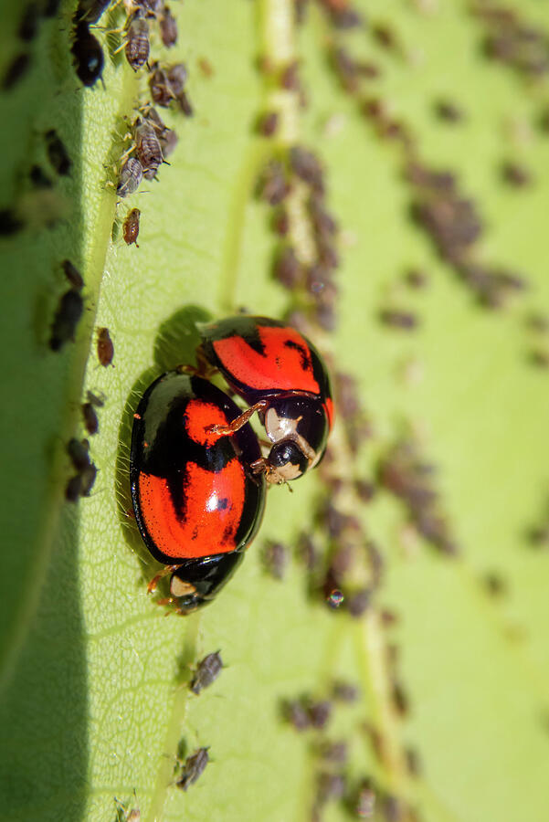 Australian Ladybug Mating Pair, Santa Cruz Island Photograph by Tui De ...