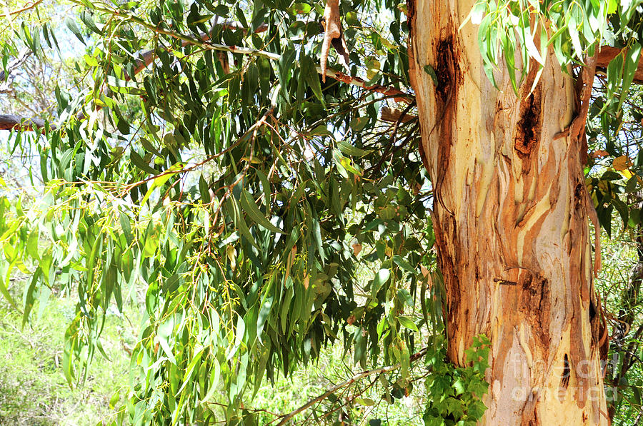 Summer Photograph - Australian native eucaplytus gum tree framing natural bush setting. by Milleflore Images