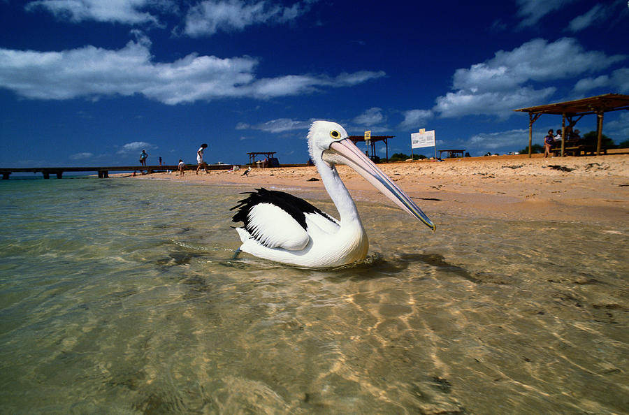 Australian Pelican Pelecanus Photograph by Art Wolfe