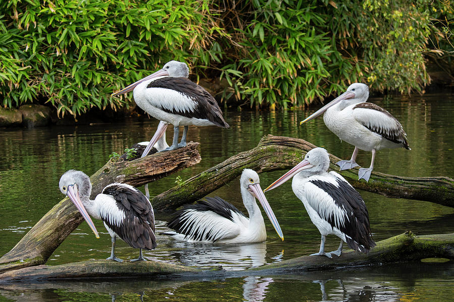 Australian Pelicans Photograph by Arterra Picture Library