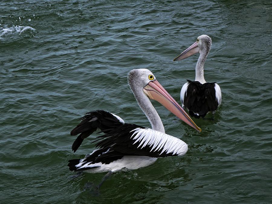 Australian Pelicans Photograph by Martin Smith