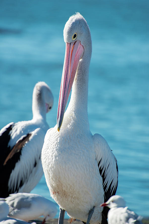 Australian Pelicans by Rob D Imagery Australian Pelicans by Rob D Imagery