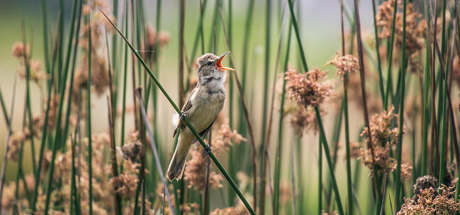 Bird Photograph - Australian Reed Warbler by Andrew Lancaster