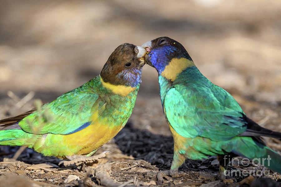 Australian Ringneck Parrots Photograph by Dr P. Marazzi/science Photo Library