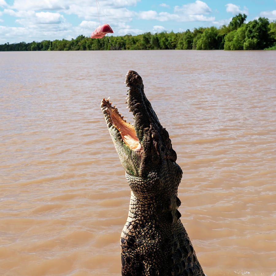 Australian Saltwater Crocodile Photograph by Catherine Reading