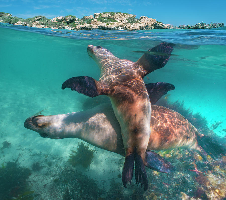 Australian Sea Lion Pair, Coral Coast, Australia Photograph by Tim Fitzharris