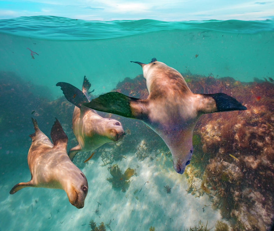Australian Sea Lion Trio, Coral Coast, Australia Photograph by Tim Fitzharris