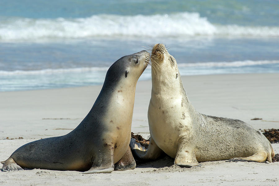 Australian Sea Lions, Kangaroo Island, South Australia Photograph by