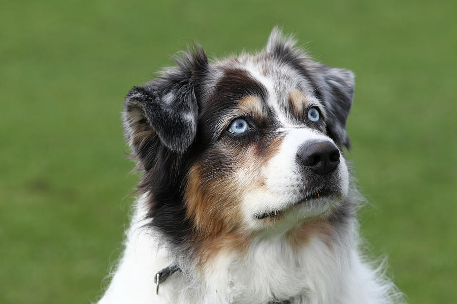 Australian Shepherd 12 Photograph by Bob Langrish - Fine Art America