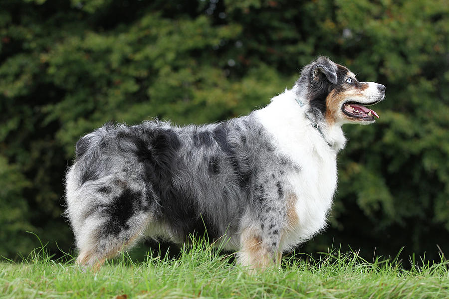 Australian Shepherd 14 Photograph by Bob Langrish - Fine Art America