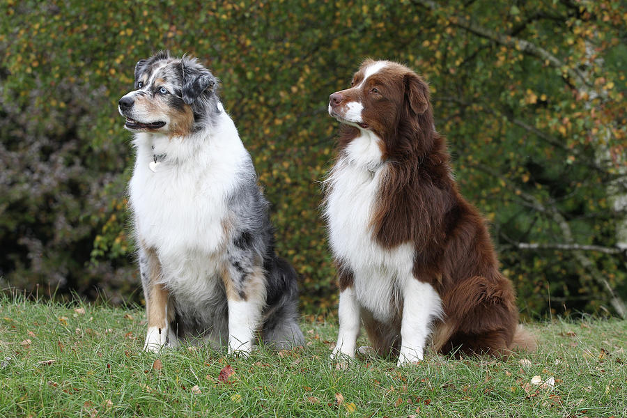 Australian Shepherd 23 Photograph by Bob Langrish