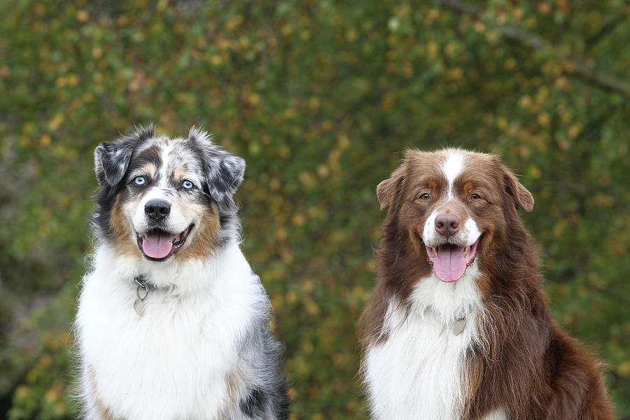 Australian Shepherd 25 Photograph by Bob Langrish