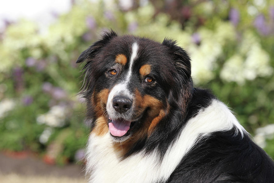 Australian Shepherd 35 Photograph by Bob Langrish | Pixels